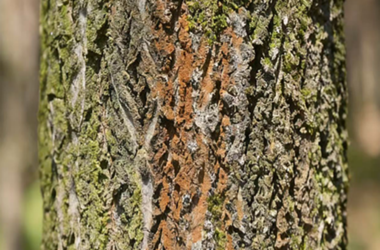 French maritime pine bark extract reducescellulite, says first-of-its-kind study